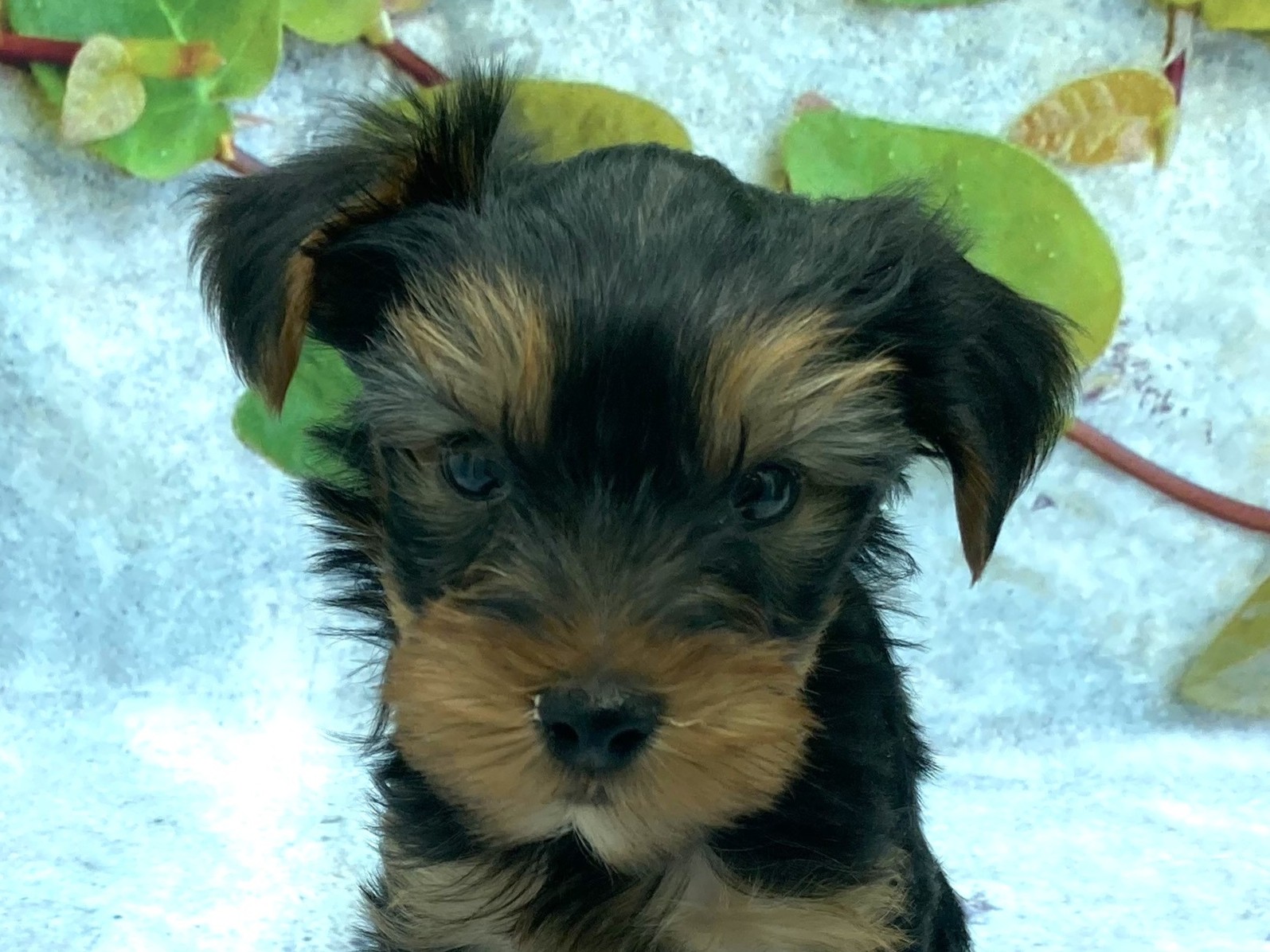埼玉県のヨークシャーテリア (ペッツワン北本店/2026年1月7日生まれ/男の子/スチールブルータン)の子犬の1枚目の画像