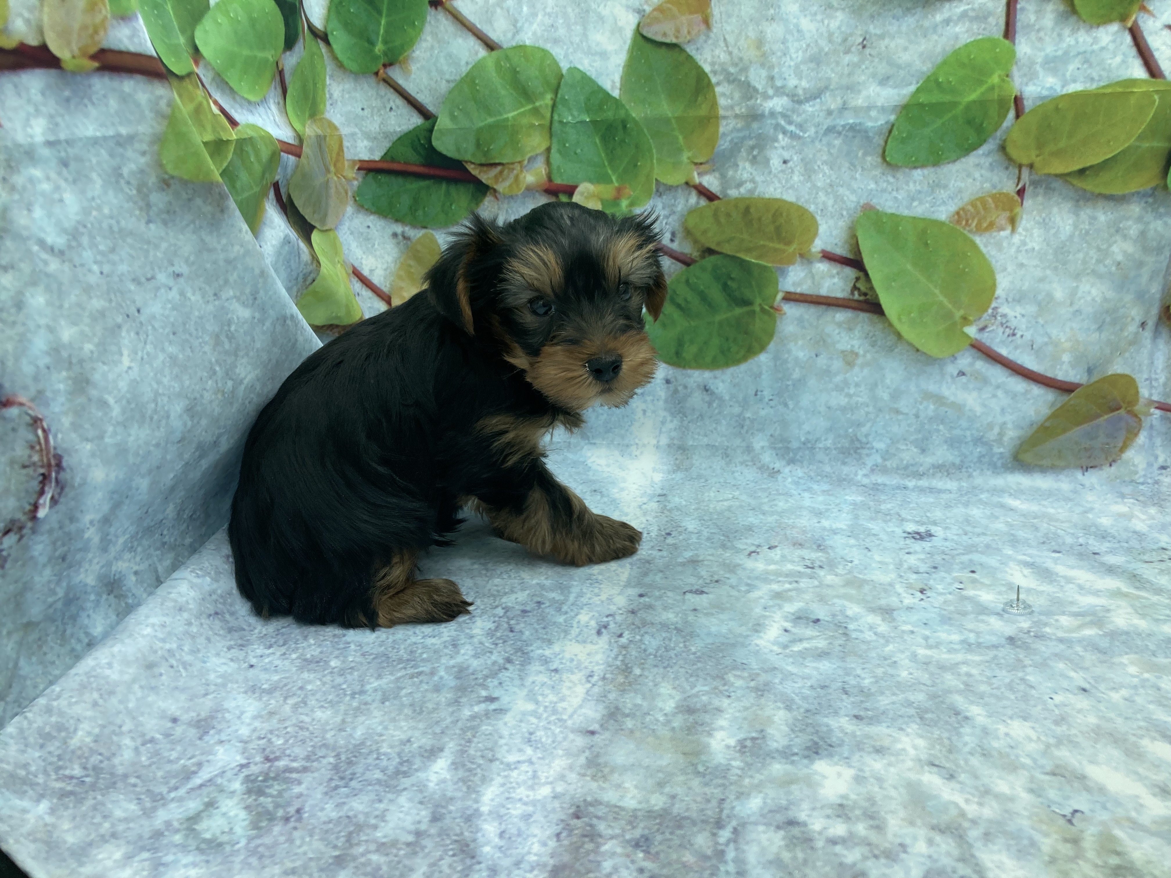 埼玉県のヨークシャーテリア (ペッツワン北本店/2026年1月7日生まれ/男の子/スチールブルータン)の子犬の3枚目の画像