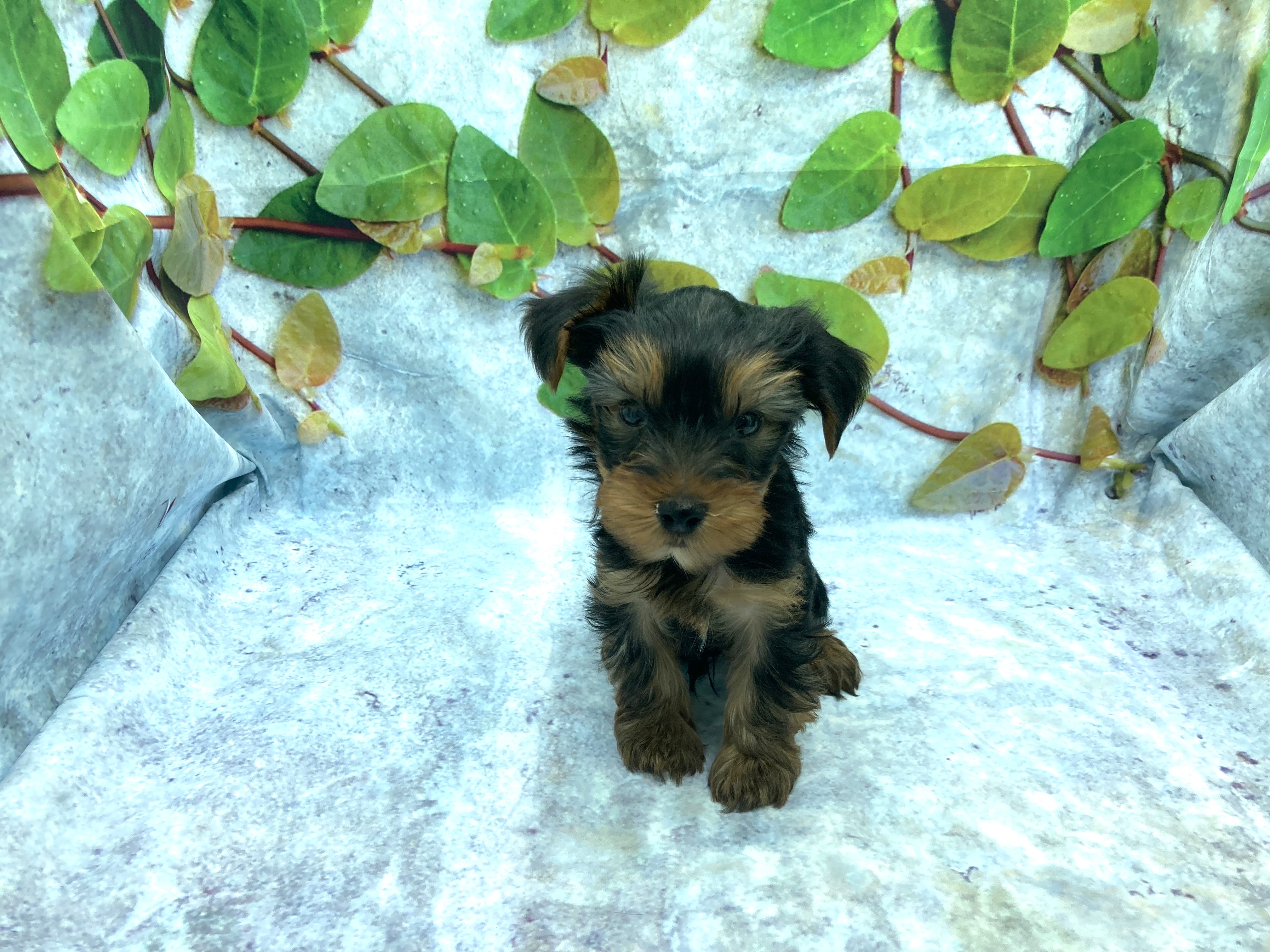 埼玉県のヨークシャーテリア (ペッツワン北本店/2026年1月7日生まれ/男の子/スチールブルータン)の子犬の2枚目の画像
