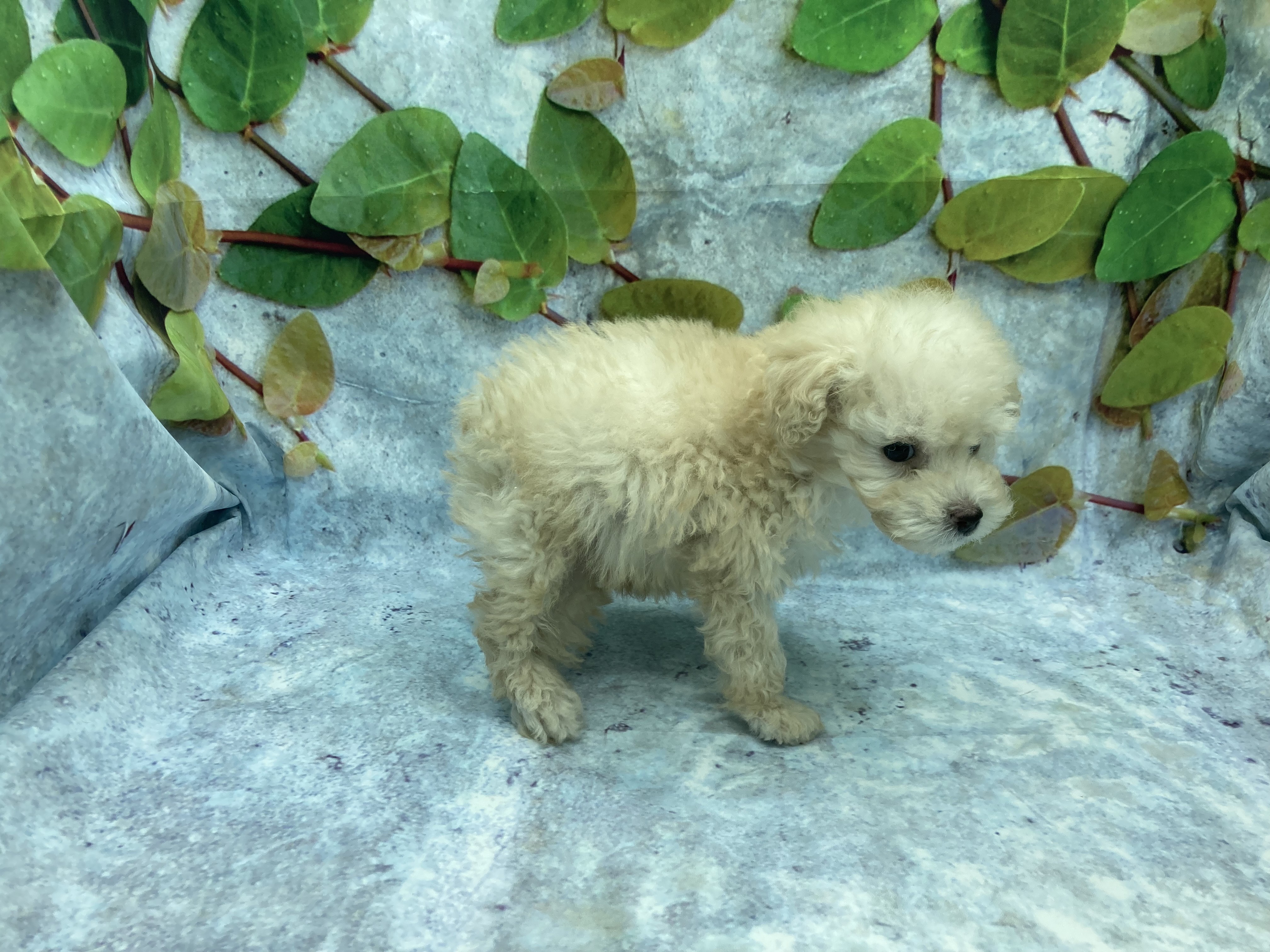 埼玉県のトイプードル(トイ) (ペッツワン北本店/2026年1月10日生まれ/男の子/ホワイト)の子犬の3枚目の画像