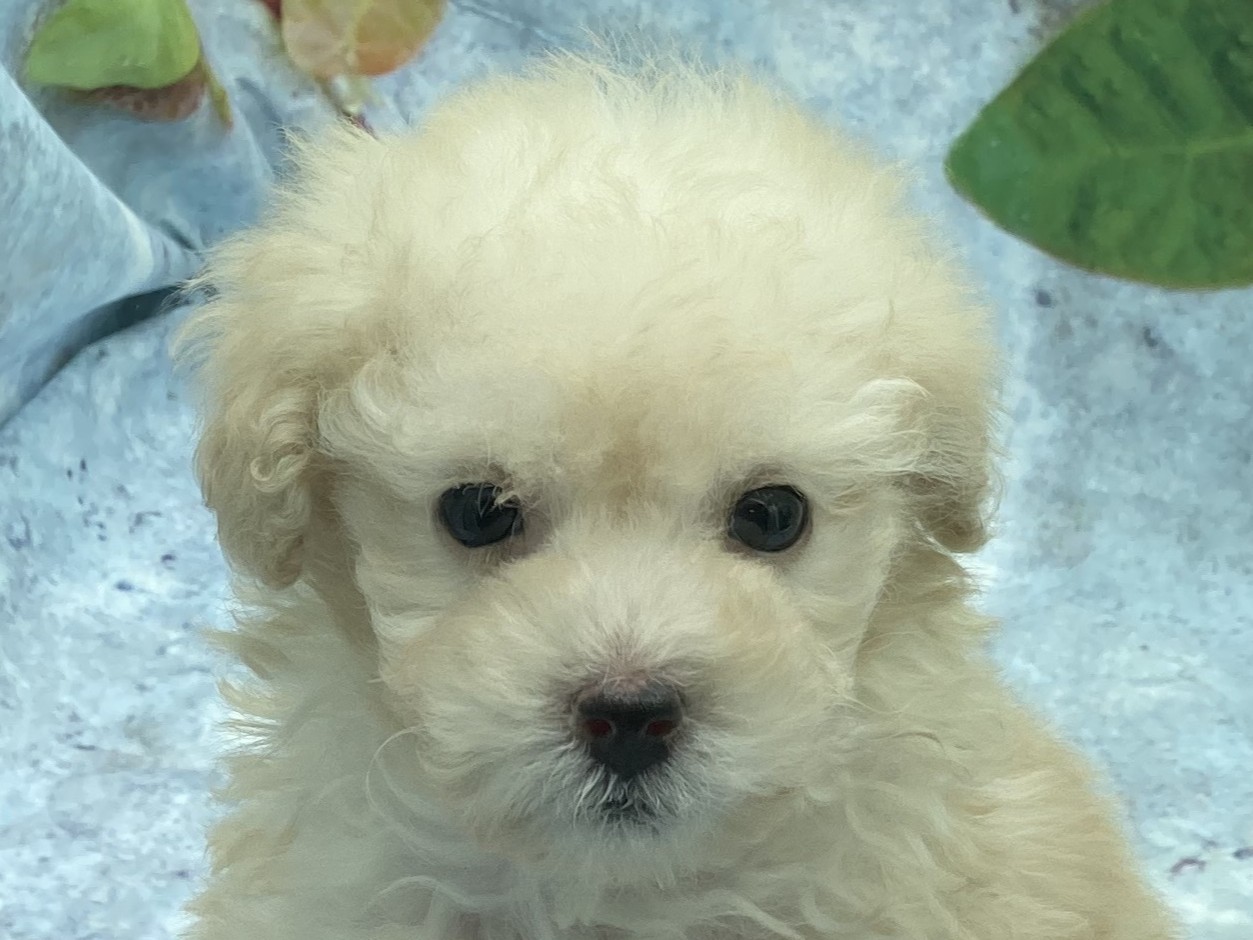 埼玉県のトイプードル(トイ) (ペッツワン北本店/2026年1月10日生まれ/男の子/ホワイト)の子犬の1枚目の画像
