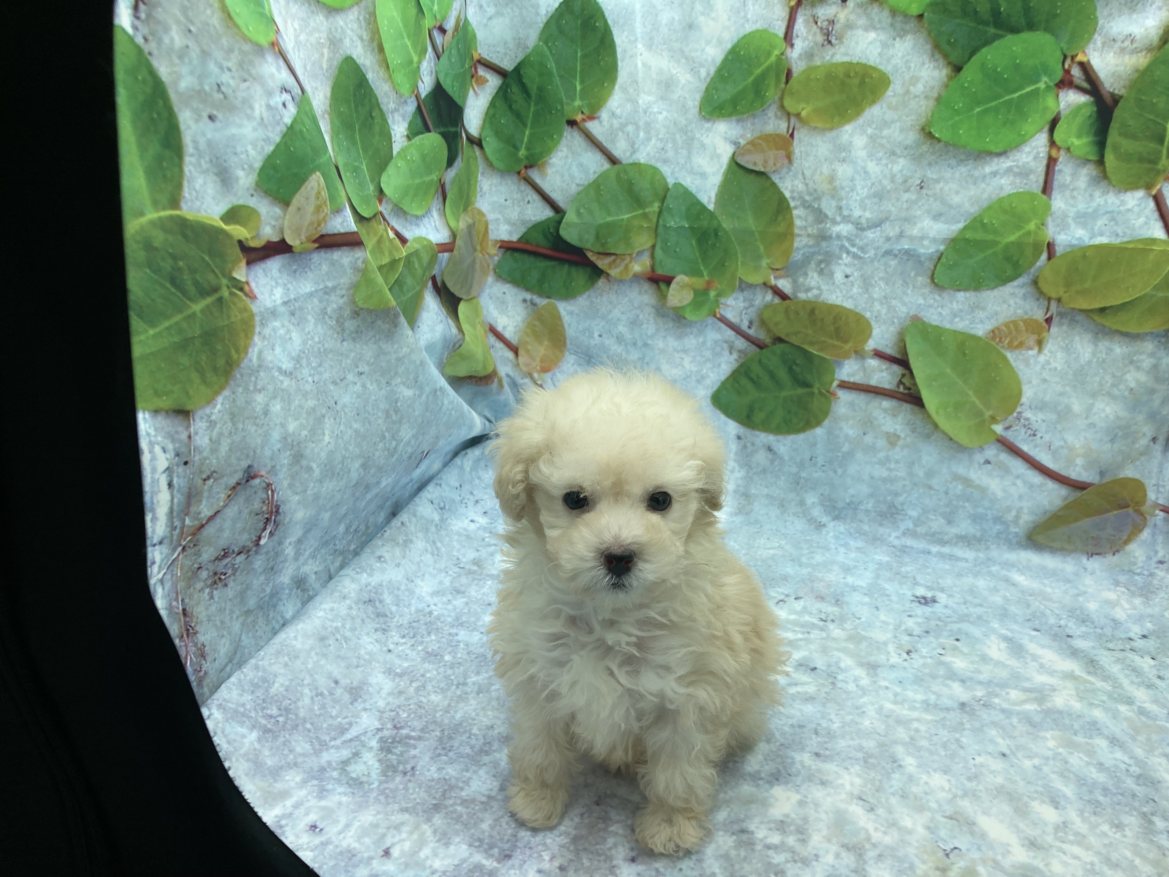 埼玉県のトイプードル(トイ) (ペッツワン北本店/2026年1月10日生まれ/男の子/ホワイト)の子犬の2枚目の画像
