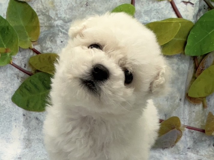 埼玉県のハーフ犬・ミックス犬 (ペッツワン北本店/2025年12月12日生まれ/女の子/ホワイト)の子犬の1枚目の画像