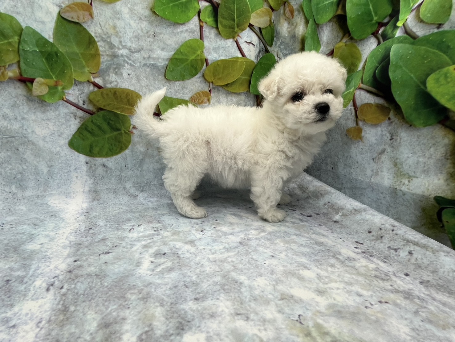 埼玉県のハーフ犬・ミックス犬 (ペッツワン北本店/2025年12月12日生まれ/女の子/ホワイト)の子犬の3枚目の画像