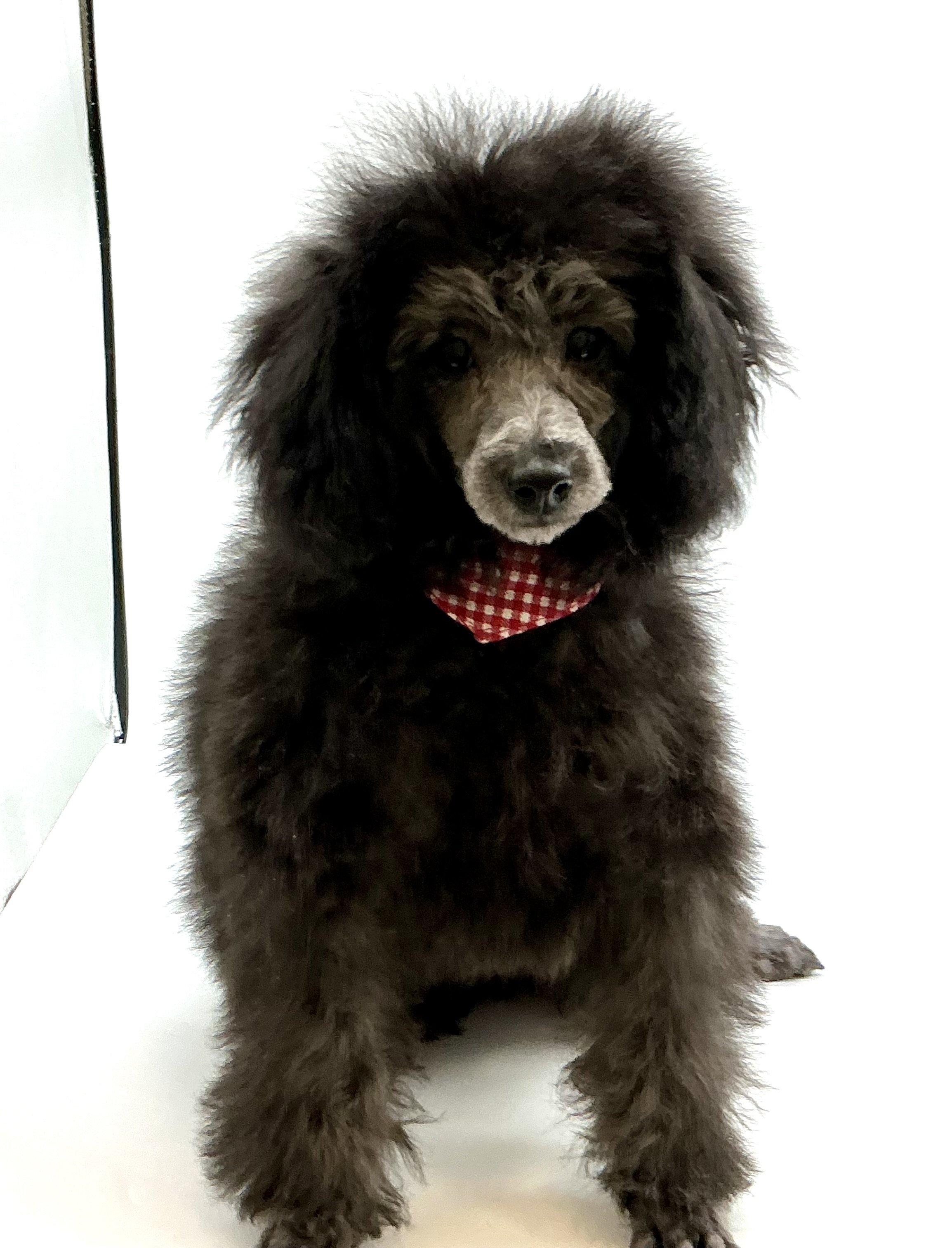 埼玉県のトイプードル(トイ) (ペッツワン鶴ヶ島店/2025年11月9日生まれ/男の子/シルバー)の子犬の3枚目の画像