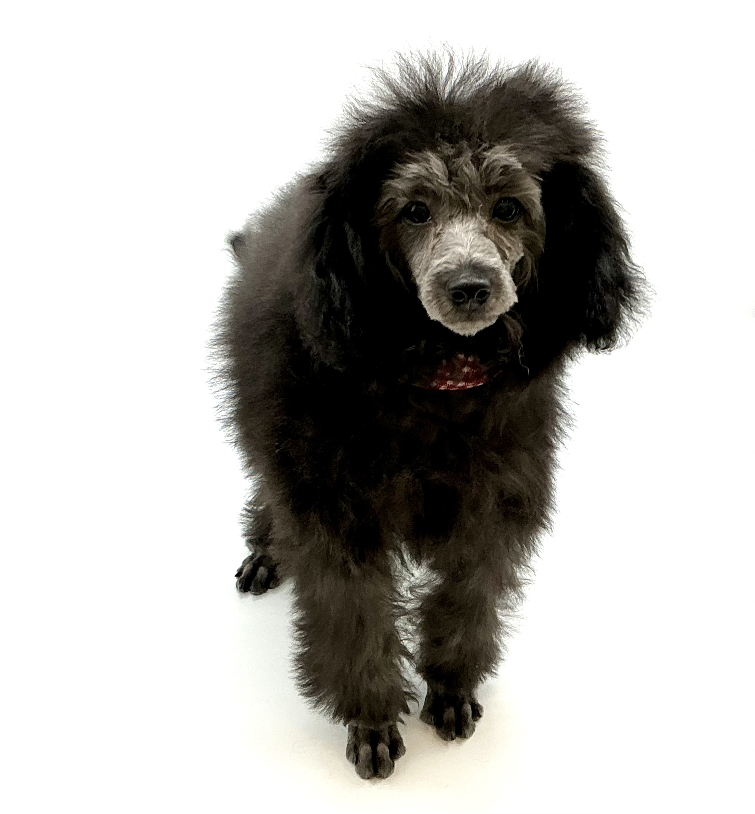 埼玉県のトイプードル(トイ) (ペッツワン鶴ヶ島店/2025年11月9日生まれ/男の子/シルバー)の子犬の1枚目の画像