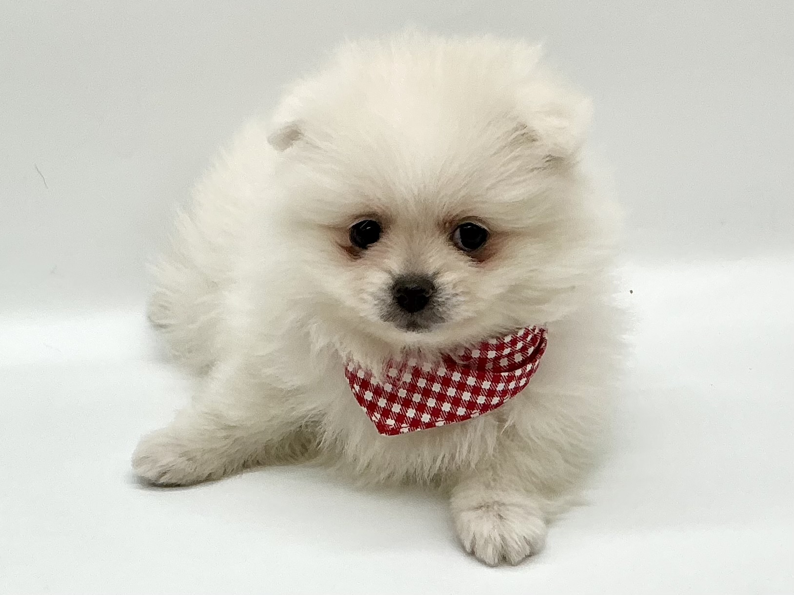 埼玉県のハーフ犬・ミックス犬 (ペッツワン鶴ヶ島店/2026年1月12日生まれ/女の子/ホワイト)の子犬の2枚目の画像