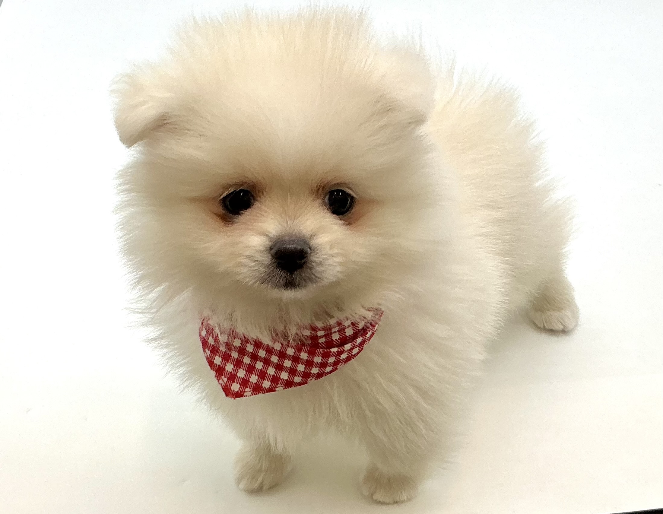 埼玉県のハーフ犬・ミックス犬 (ペッツワン鶴ヶ島店/2026年1月12日生まれ/女の子/ホワイト)の子犬の1枚目の画像