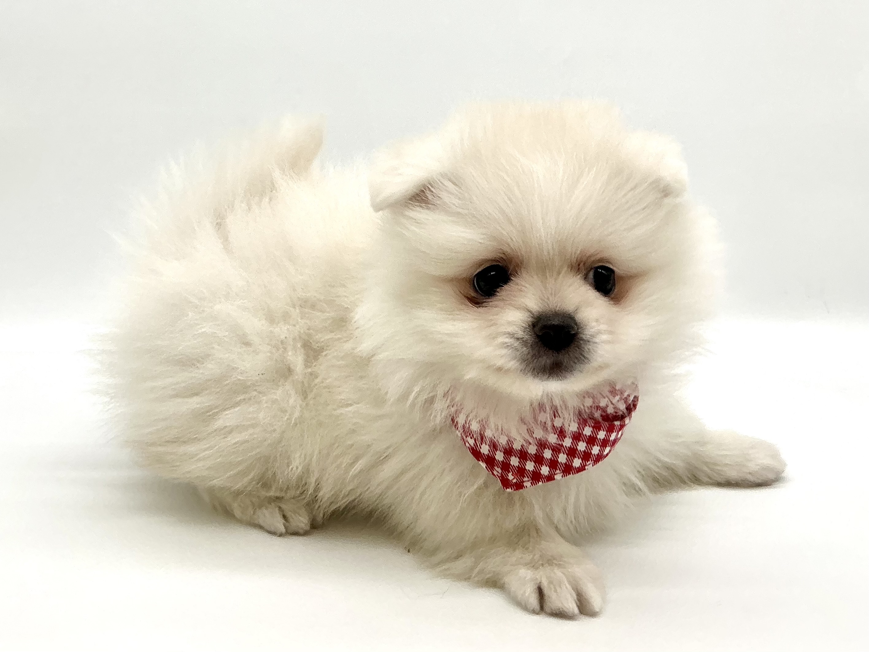 埼玉県のハーフ犬・ミックス犬 (ペッツワン鶴ヶ島店/2026年1月12日生まれ/女の子/ホワイト)の子犬の3枚目の画像