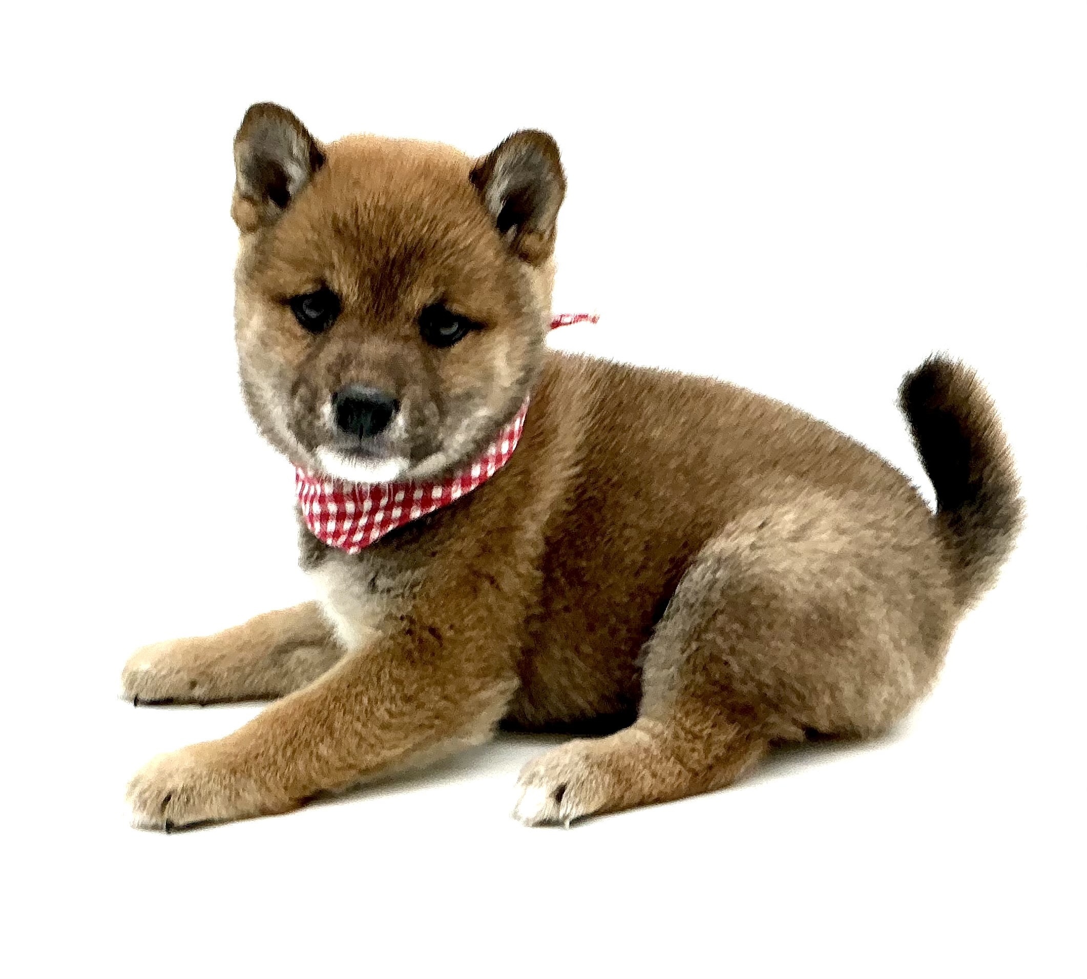 埼玉県の柴犬(標準サイズ) (ペッツワン鶴ヶ島店/2026年1月12日生まれ/女の子/赤)の子犬の2枚目の画像