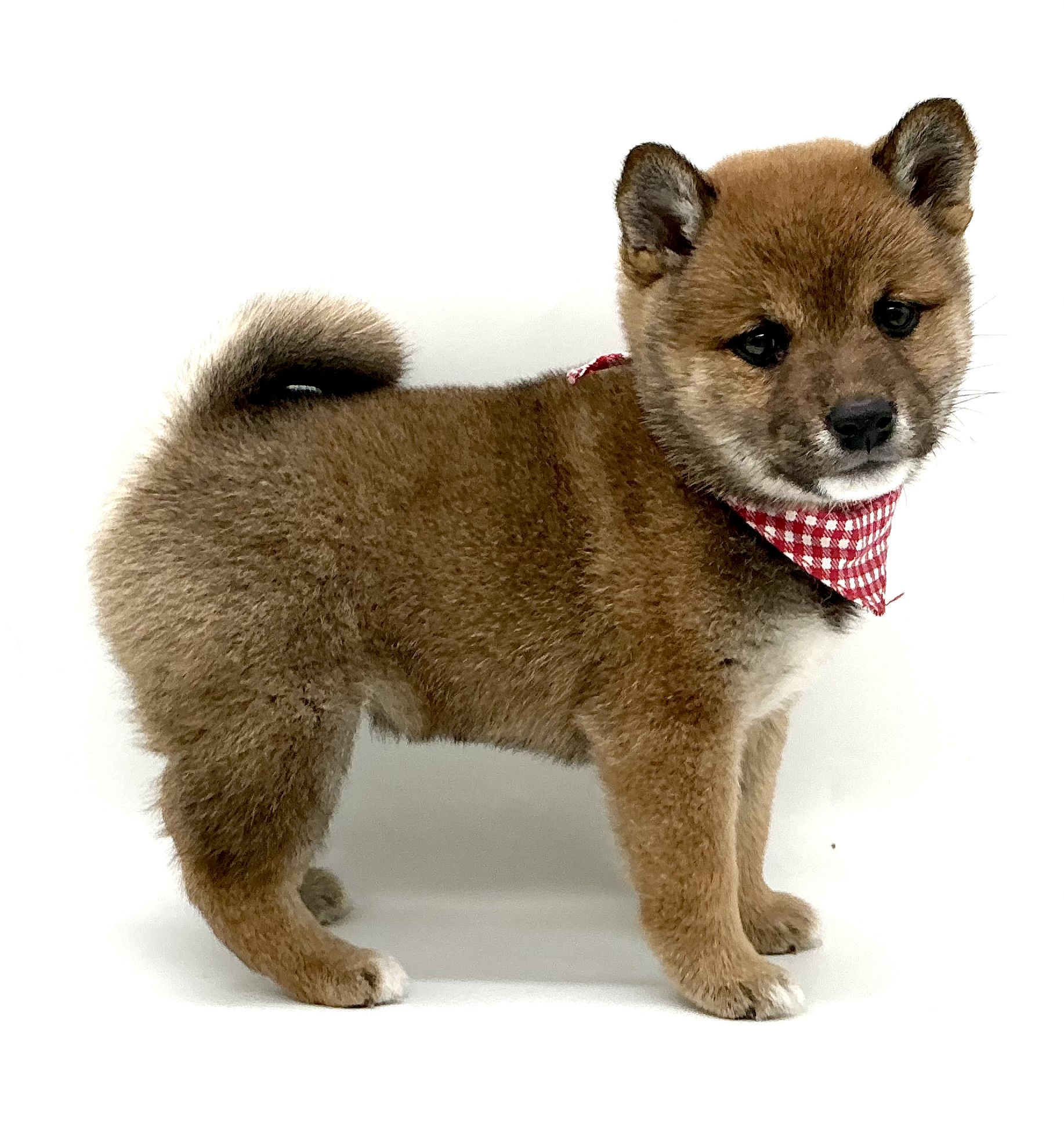 埼玉県の柴犬(標準サイズ) (ペッツワン鶴ヶ島店/2026年1月12日生まれ/女の子/赤)の子犬の3枚目の画像