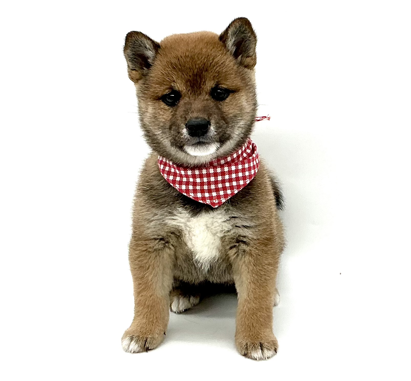 埼玉県の柴犬(標準サイズ) (ペッツワン鶴ヶ島店/2026年1月12日生まれ/女の子/赤)の子犬の1枚目の画像