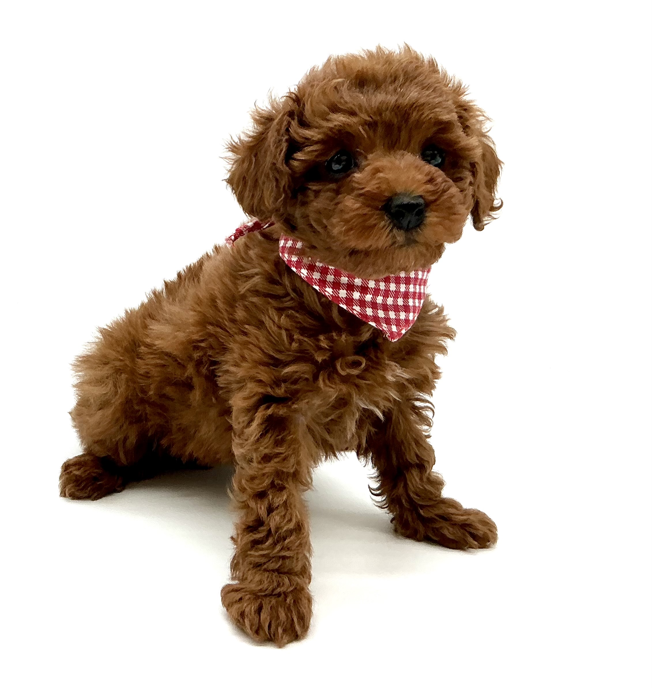 埼玉県のトイプードル(トイ) (ペッツワン鶴ヶ島店/2026年1月11日生まれ/女の子/Rレッド)の子犬の3枚目の画像