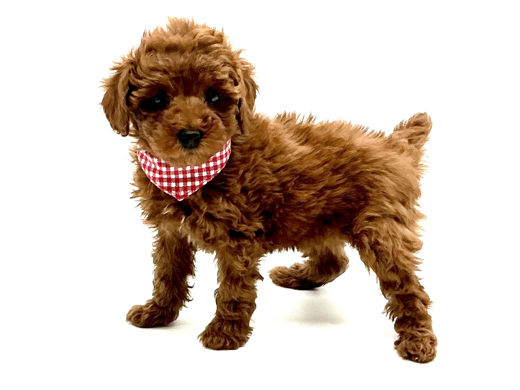 埼玉県のトイプードル(トイ) (ペッツワン鶴ヶ島店/2026年1月11日生まれ/女の子/Rレッド)の子犬の2枚目の画像