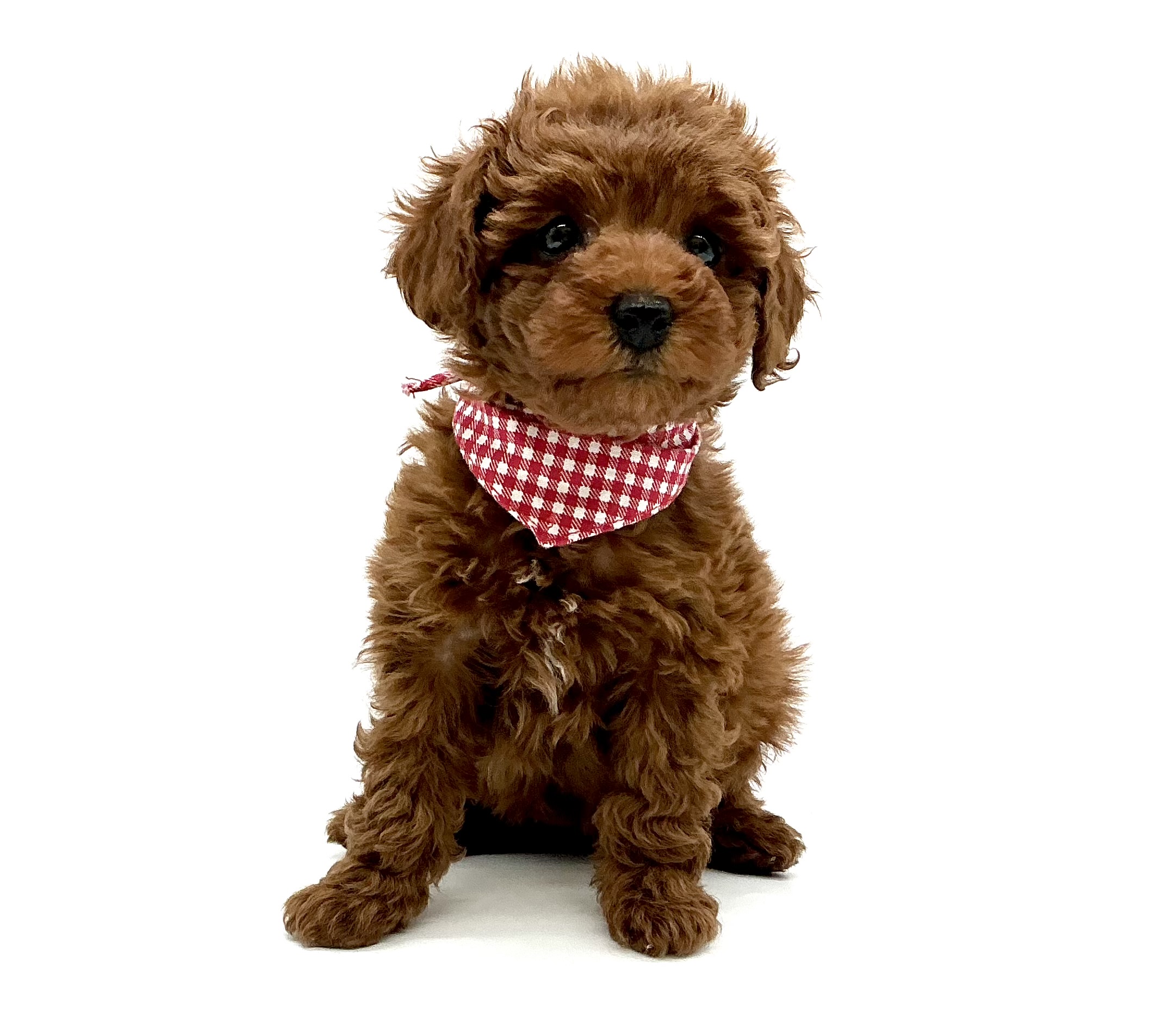 埼玉県のトイプードル(トイ) (ペッツワン鶴ヶ島店/2026年1月11日生まれ/女の子/Rレッド)の子犬の1枚目の画像