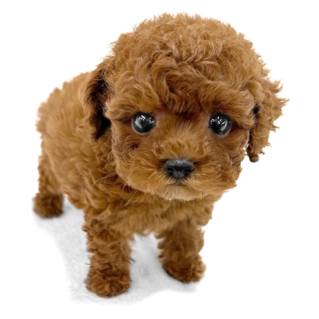 神奈川県のトイプードル(トイ) (ペッツワン城山店/2026年1月11日生まれ/女の子/レッド)の子犬