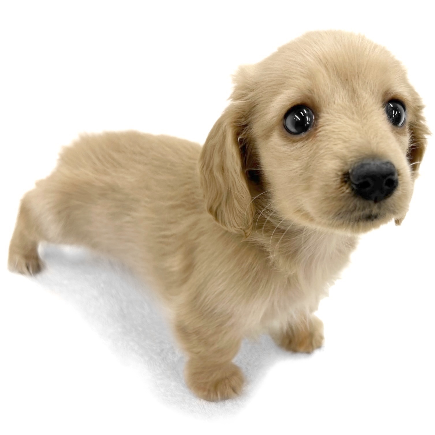 神奈川県のミニチュアダックスフンド(ロング) (ペッツワン城山店/2026年1月10日生まれ/男の子/イエロー)の子犬