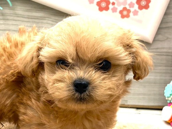 京都府のハーフ犬・ミックス犬 (ペッツワン木津川店/2026年1月6日生まれ/男の子/クリーム)の子犬