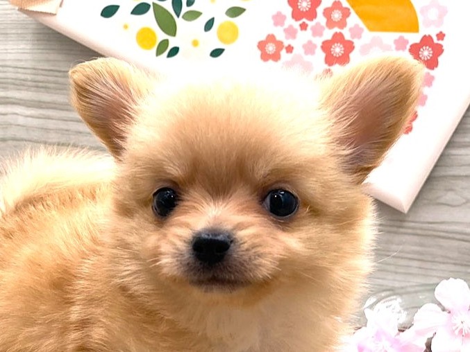 京都府のハーフ犬・ミックス犬 (ペッツワン木津川店/2026年1月6日生まれ/男の子/クリーム)の子犬