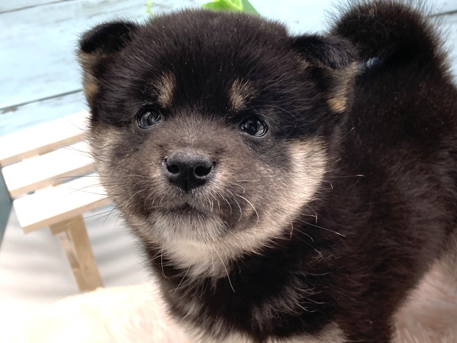 静岡県の豆柴 (ペッツワン藤枝店/2026年1月10日生まれ/女の子/その他色)の子犬の2枚目の画像