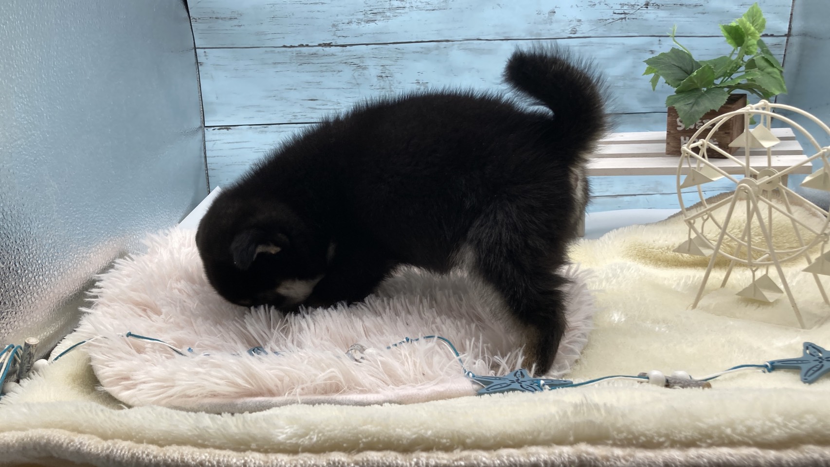 静岡県の豆柴 (ペッツワン藤枝店/2026年1月10日生まれ/女の子/その他色)の子犬の3枚目の画像