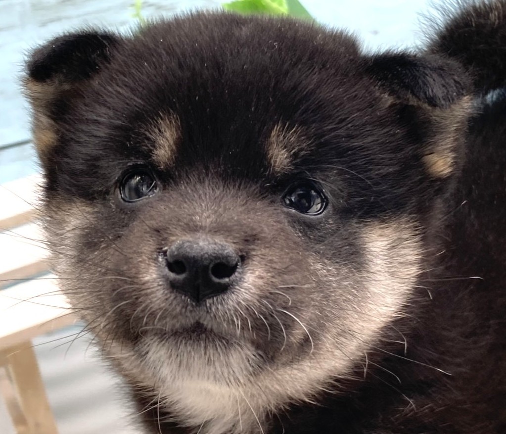 静岡県の豆柴 (ペッツワン藤枝店/2026年1月10日生まれ/女の子/その他色)の子犬