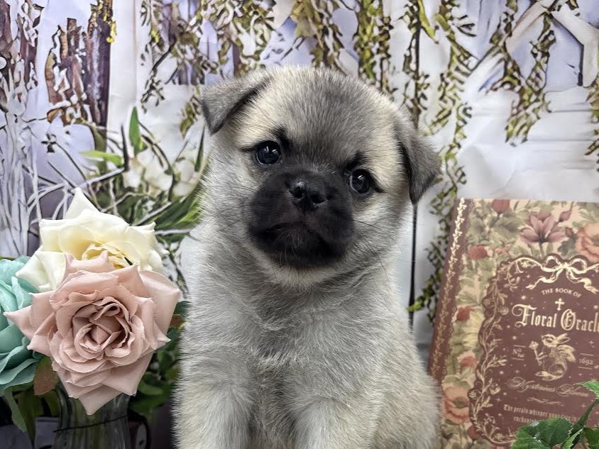 群馬県のハーフ犬・ミックス犬 (ペッツワン前橋小島田店/2026年1月11日生まれ/女の子/イエロー)の子犬