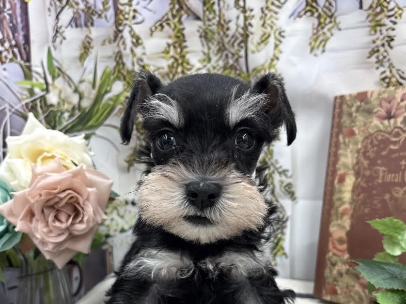 群馬県のミニチュアシュナウザー (ペッツワン前橋小島田店/2026年1月10日生まれ/女の子/ブラック)の子犬