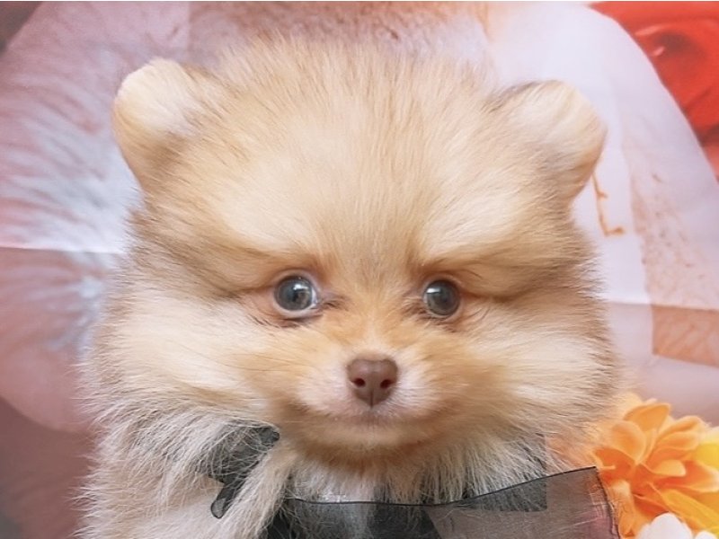 沖縄県のポメラニアン (ペッツワンFCあがり浜店/2026年1月8日生まれ/男の子/ビーバー)の子犬