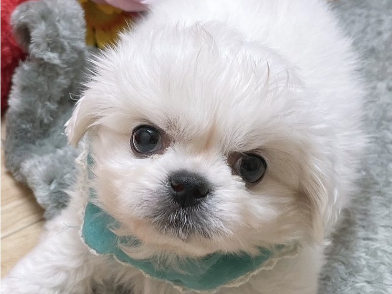 沖縄県のハーフ犬・ミックス犬 (ペッツワンFCあがり浜店/2025年12月6日生まれ/男の子/ホワイト)の子犬