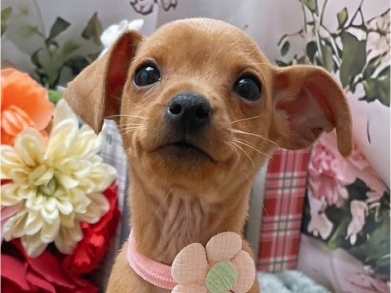 沖縄県のミニチュアピンシャー (ペッツワンFCあがり浜店/2026年1月6日生まれ/女の子/レッド)の子犬