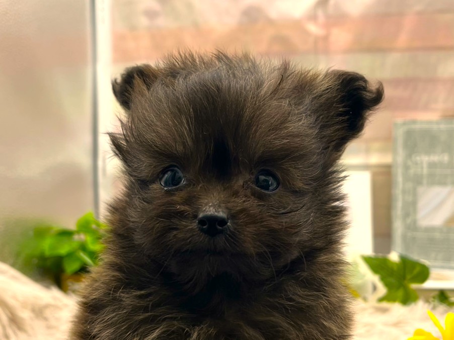 静岡県のハーフ犬・ミックス犬 (ペッツワン掛川店/2026年1月12日生まれ/男の子/ブリンドル)の子犬の1枚目の画像