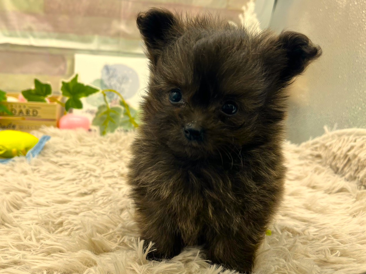 静岡県のハーフ犬・ミックス犬 (ペッツワン掛川店/2026年1月12日生まれ/男の子/ブリンドル)の子犬の2枚目の画像