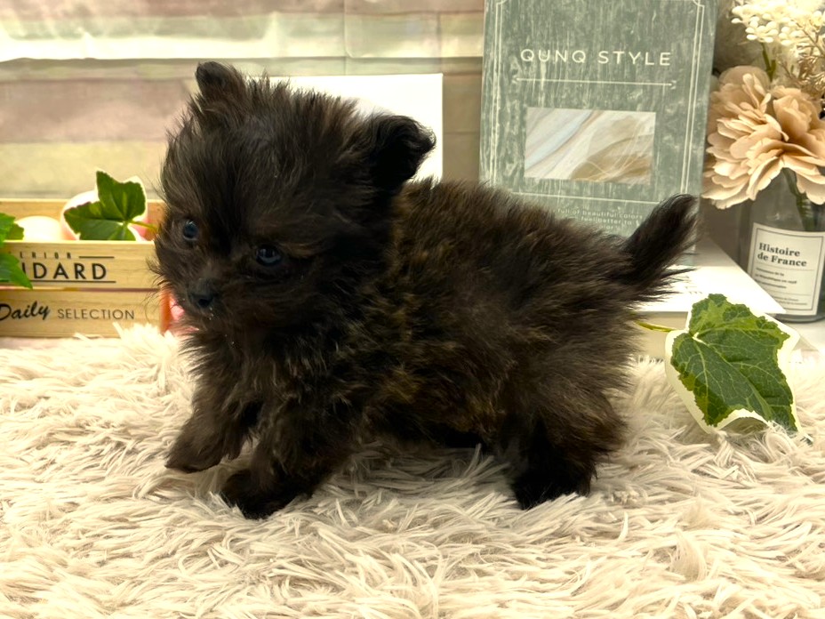 静岡県のハーフ犬・ミックス犬 (ペッツワン掛川店/2026年1月12日生まれ/男の子/ブリンドル)の子犬の3枚目の画像