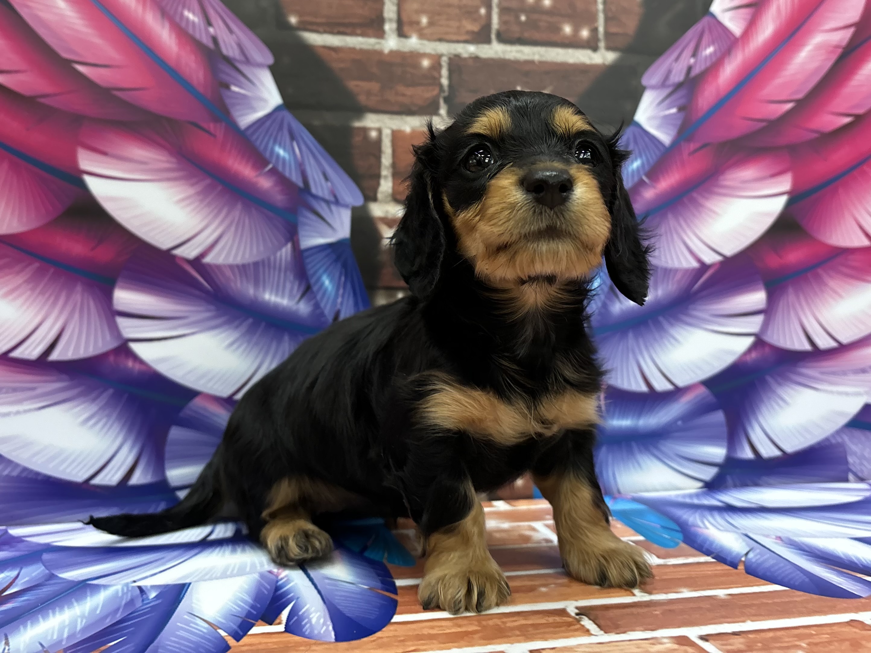 神奈川県のミニチュアダックスフンド(ロング) (ペッツワン秦野店/2026年1月10日生まれ/女の子/ブラックタン)の子犬