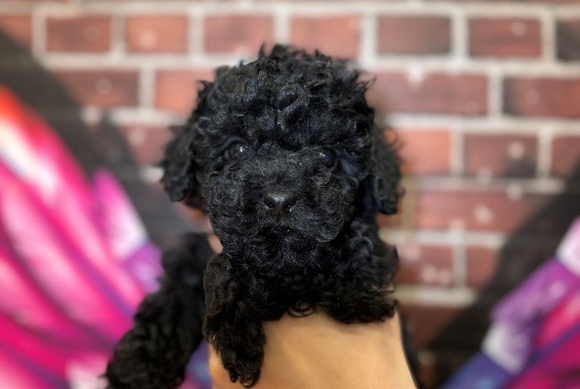 神奈川県のトイプードル(トイ) (ペッツワン秦野店/2026年1月2日生まれ/男の子/ブラック)の子犬