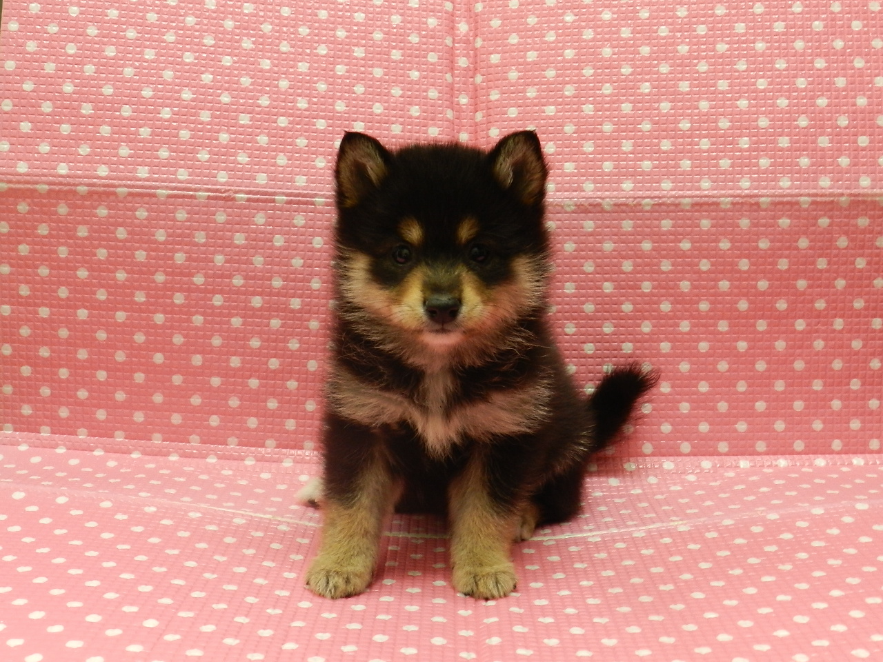 静岡県のハーフ犬・ミックス犬 (ペッツワン御殿場店/2026年1月9日生まれ/女の子/黒)の子犬