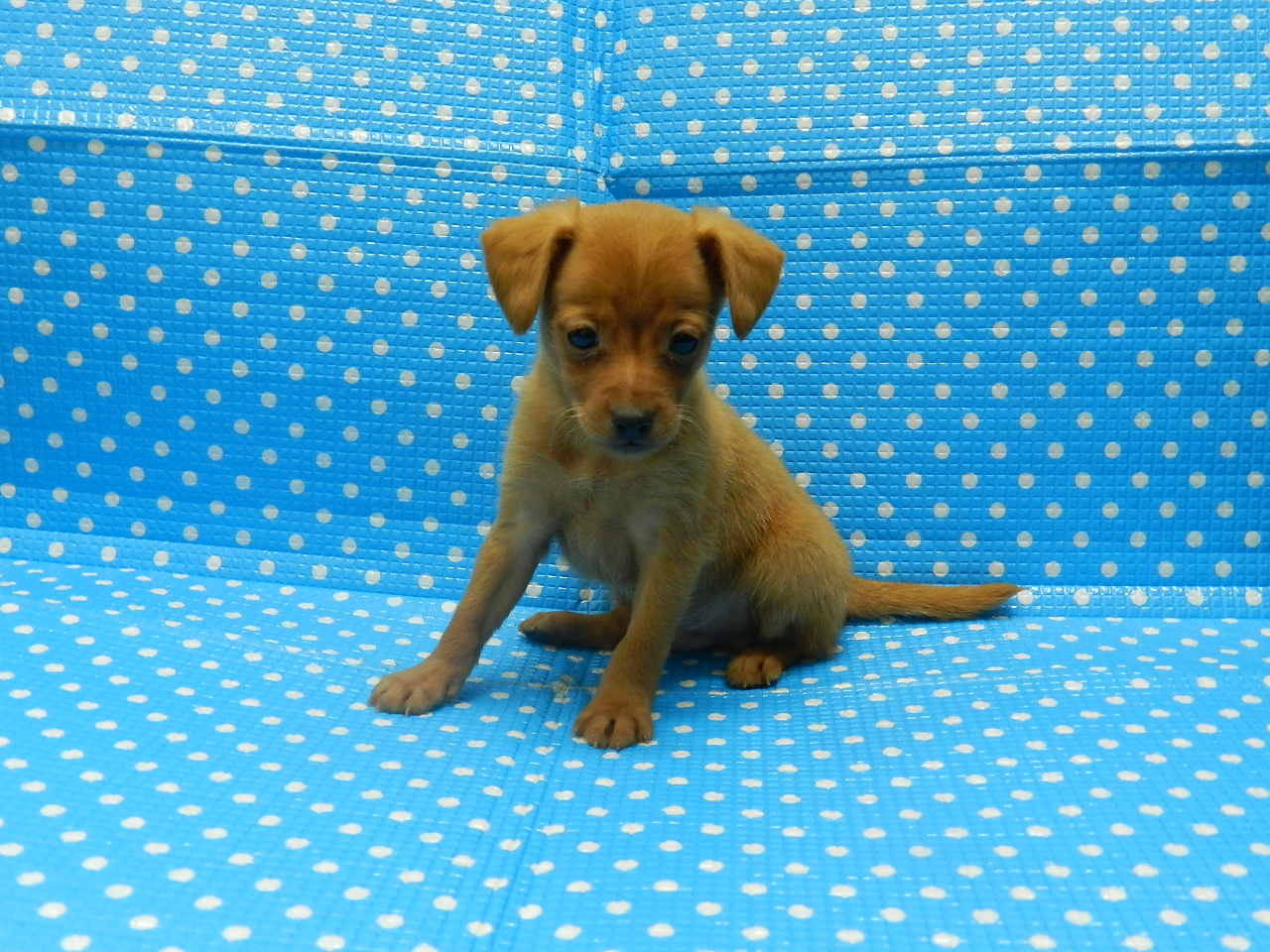 静岡県のハーフ犬・ミックス犬 (ペッツワン御殿場店/2026年1月10日生まれ/男の子/レッド)の子犬