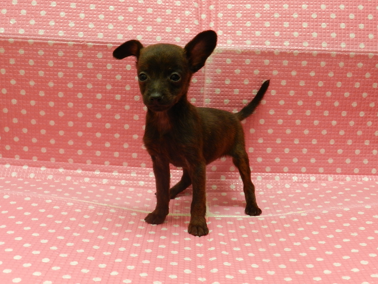 静岡県のハーフ犬・ミックス犬 (ペッツワン御殿場店/2026年1月10日生まれ/女の子/ブリンドル)の子犬