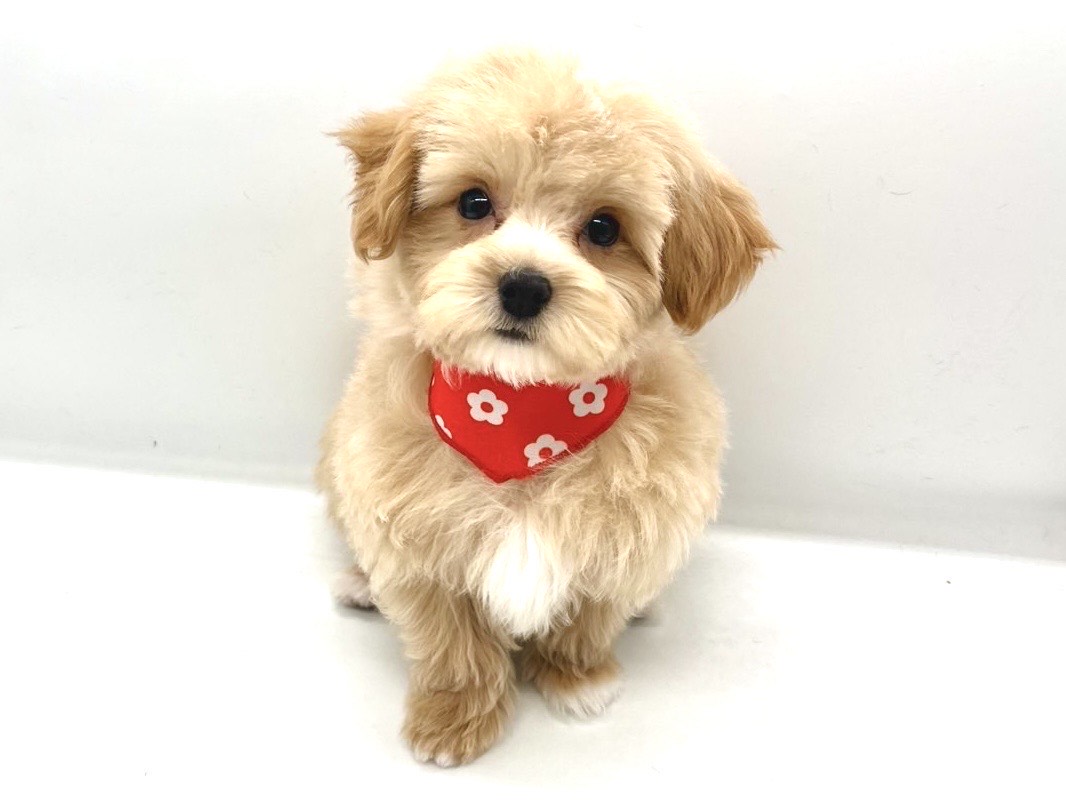 埼玉県のハーフ犬・ミックス犬 (ペッツワンなめがわモール店/2025年11月29日生まれ/男の子/ホワイト)の子犬