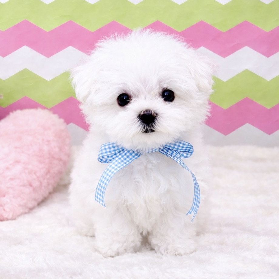 兵庫県のマルチーズ (ペッツワン神戸深江浜店/2026年1月7日生まれ/男の子/ホワイト)の子犬