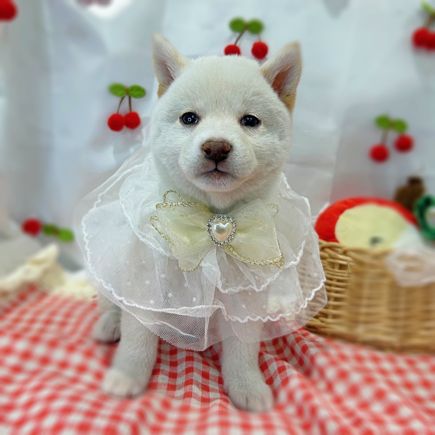 滋賀県の柴犬(標準サイズ) (ペッツワン堅田店/2026年1月15日生まれ/男の子/白)の子犬の2枚目の画像