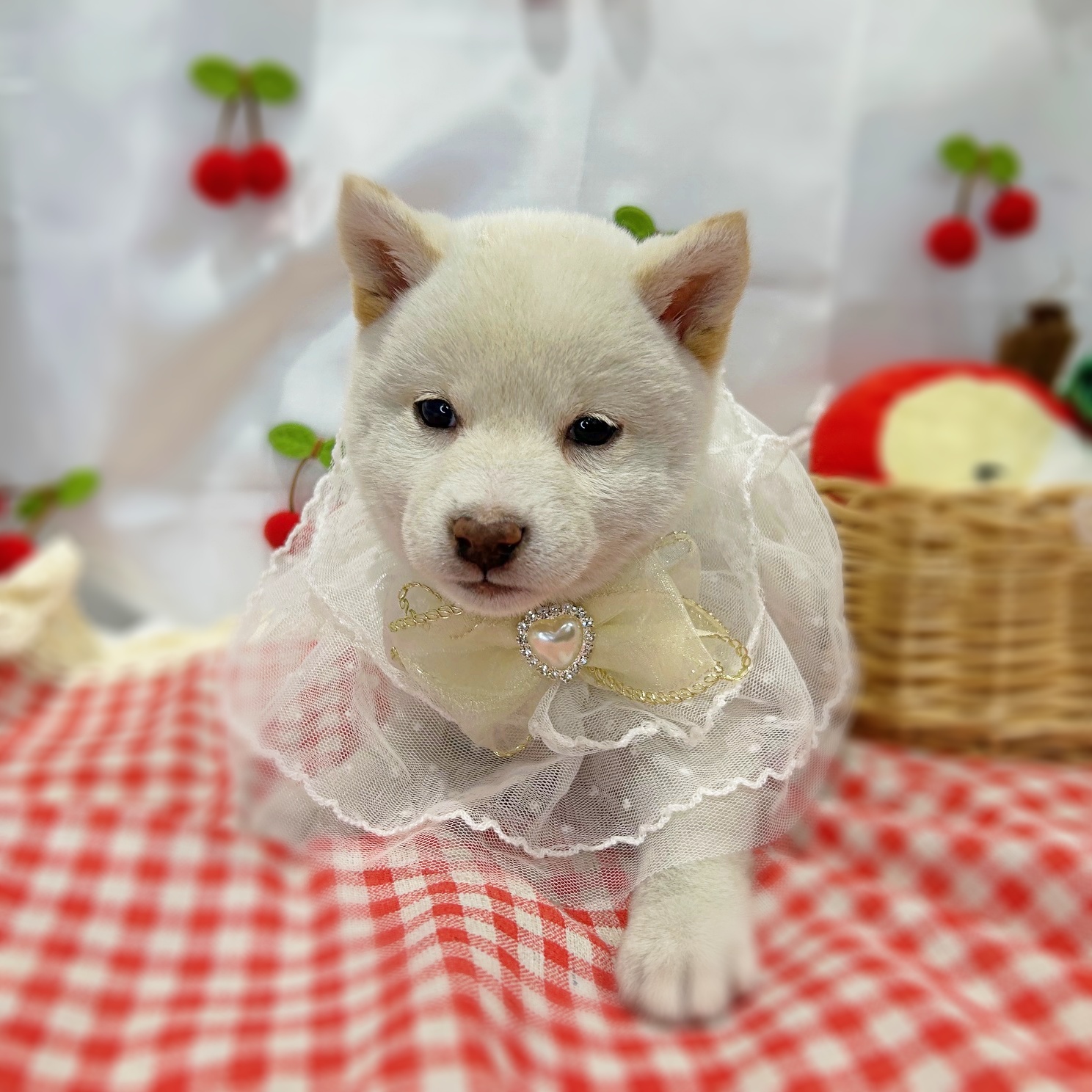 滋賀県の柴犬(標準サイズ) (ペッツワン堅田店/2026年1月15日生まれ/男の子/白)の子犬の3枚目の画像