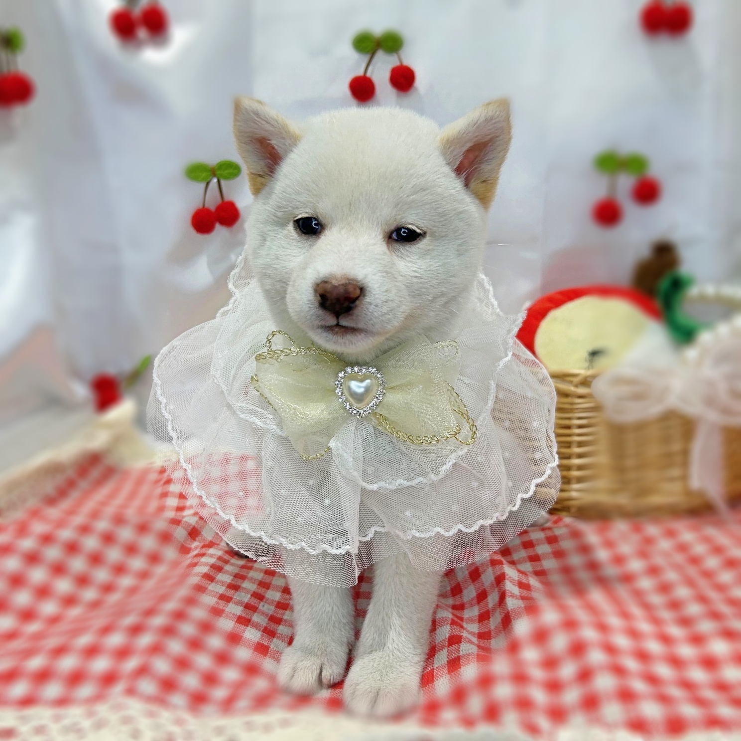 滋賀県の柴犬(標準サイズ) (ペッツワン堅田店/2026年1月15日生まれ/男の子/白)の子犬の1枚目の画像