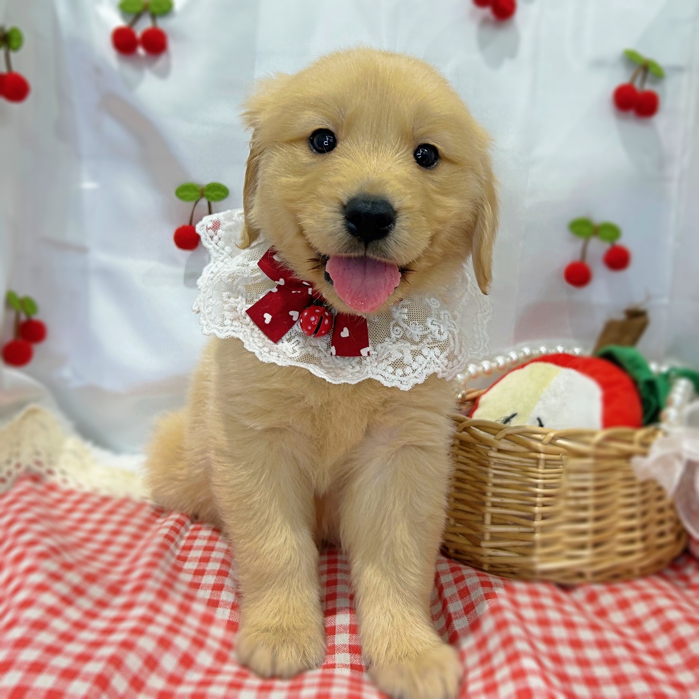 滋賀県のゴールデンレトリバー (ペッツワン堅田店/2026年1月15日生まれ/男の子/ゴールデン)の子犬の3枚目の画像
