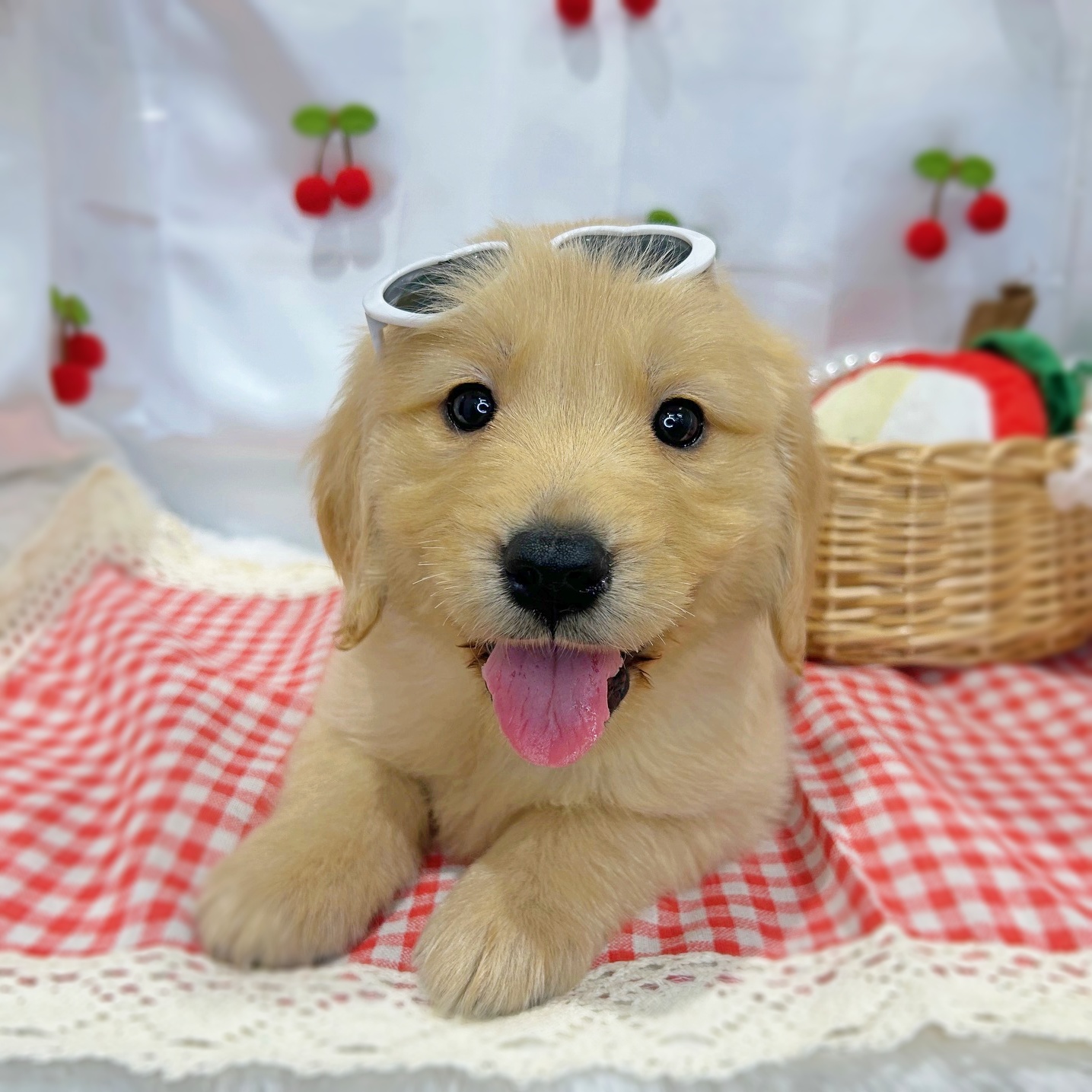 滋賀県のゴールデンレトリバー (ペッツワン堅田店/2026年1月15日生まれ/男の子/ゴールデン)の子犬の2枚目の画像