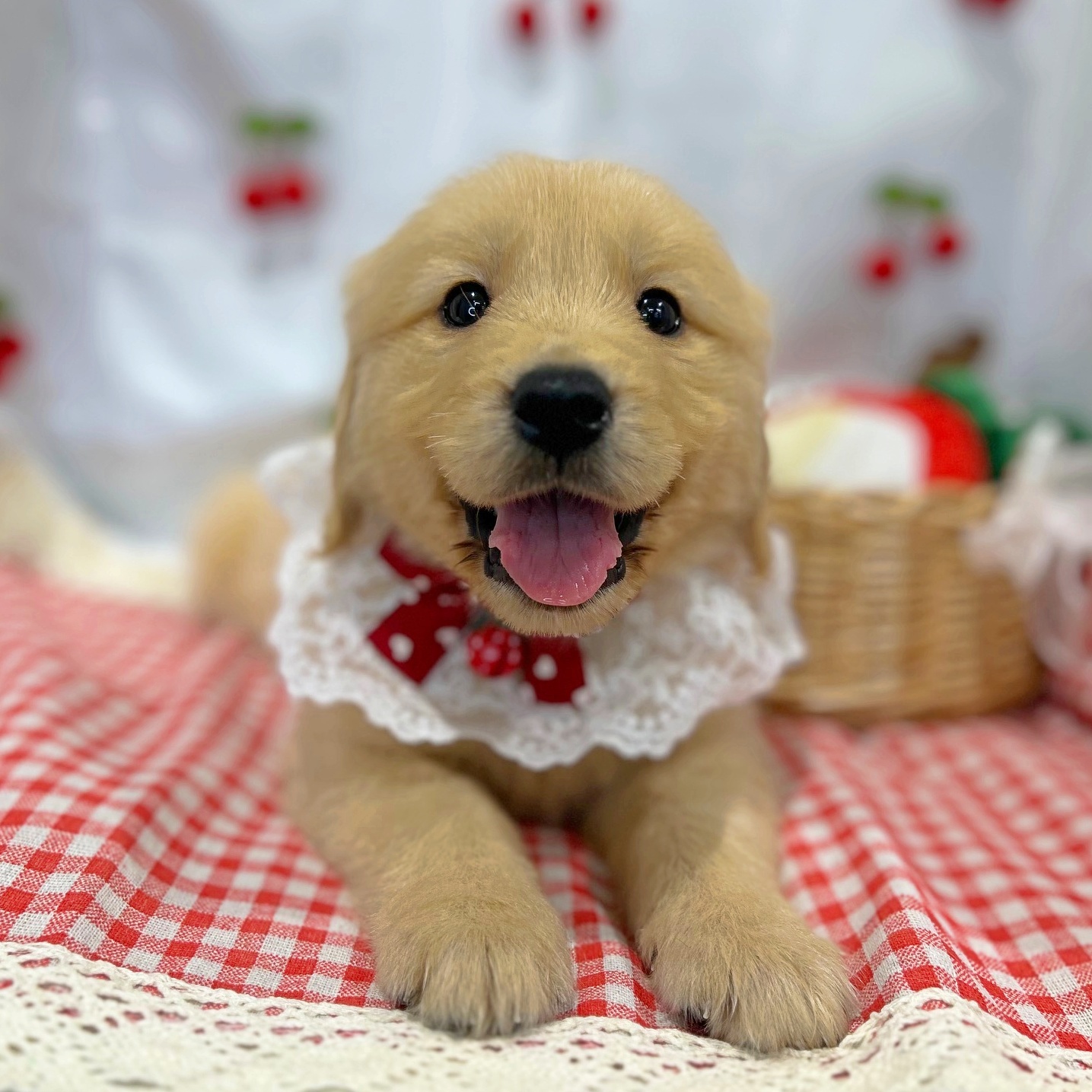 滋賀県のゴールデンレトリバー (ペッツワン堅田店/2026年1月15日生まれ/男の子/ゴールデン)の子犬の1枚目の画像
