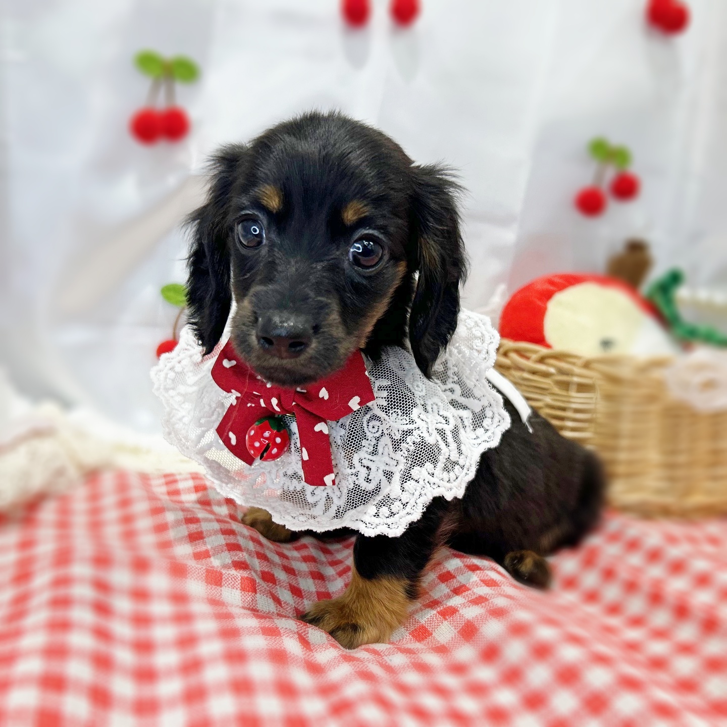 滋賀県のミニチュアダックスフンド(ロング) (ペッツワン堅田店/2026年1月5日生まれ/女の子/ブラックタン)の子犬の1枚目の画像