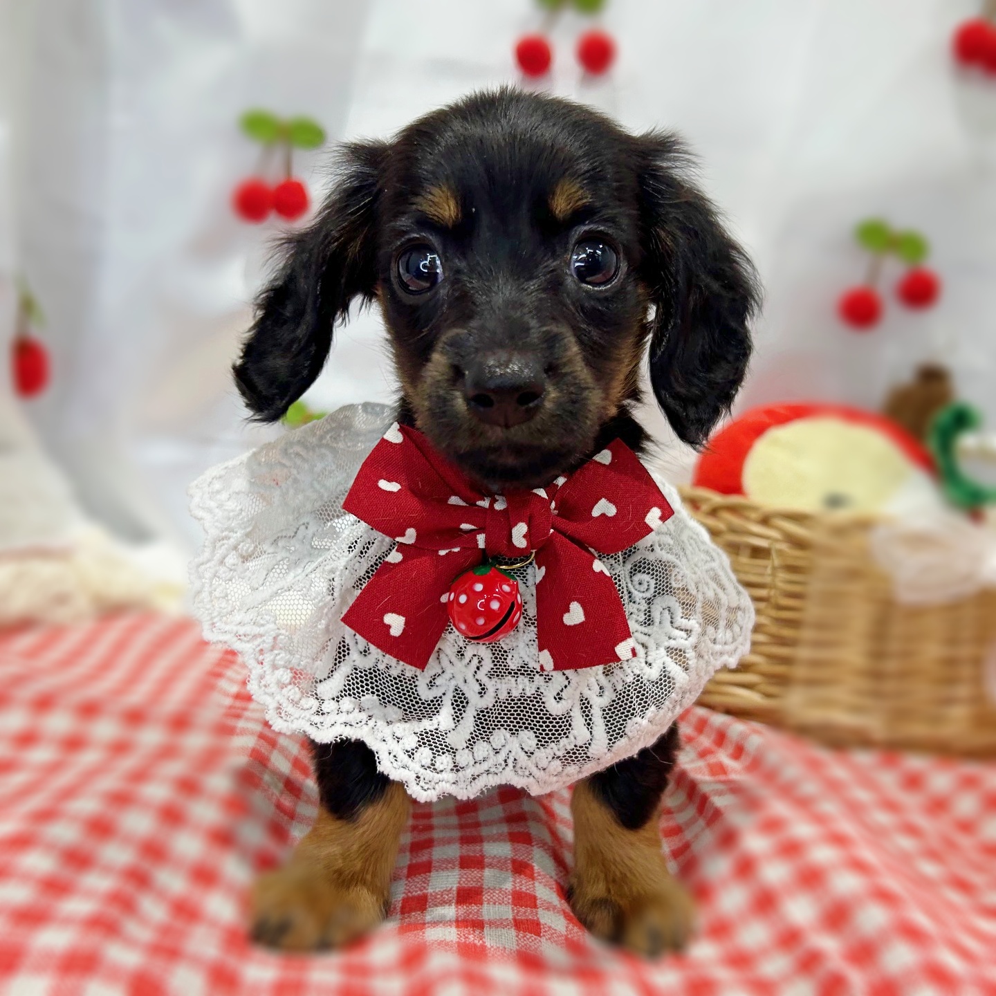 滋賀県のミニチュアダックスフンド(ロング) (ペッツワン堅田店/2026年1月5日生まれ/女の子/ブラックタン)の子犬の3枚目の画像