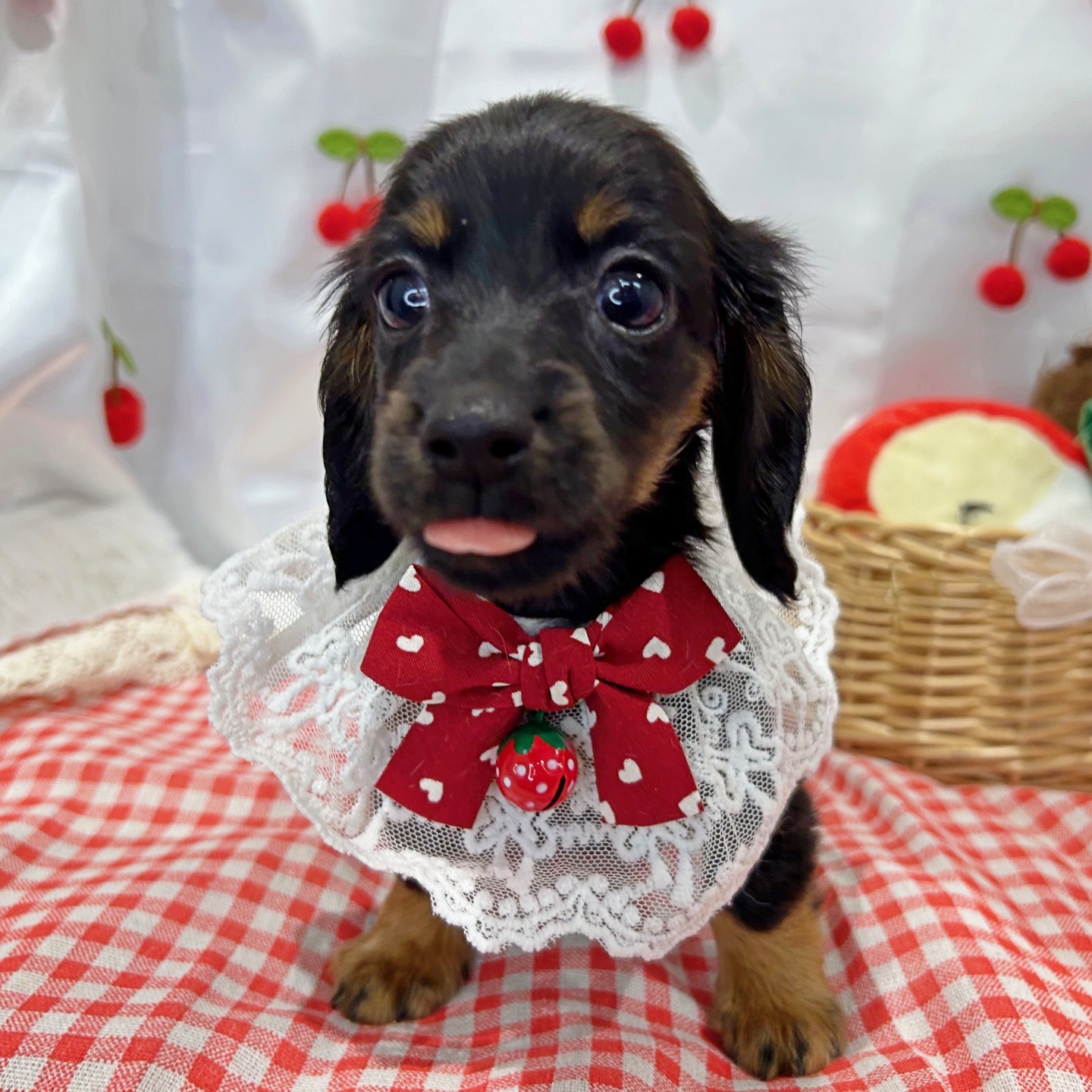 滋賀県のミニチュアダックスフンド(ロング) (ペッツワン堅田店/2026年1月5日生まれ/女の子/ブラックタン)の子犬の2枚目の画像